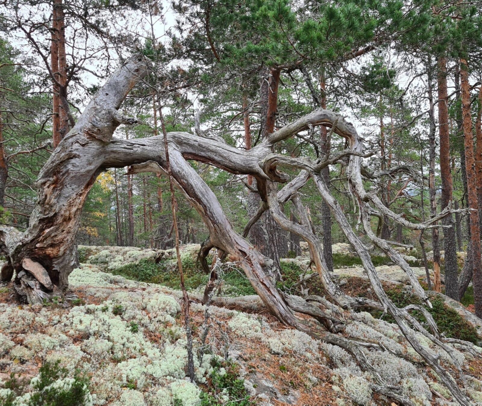 En gammal böjd tall på en lavtäckt berghäll.