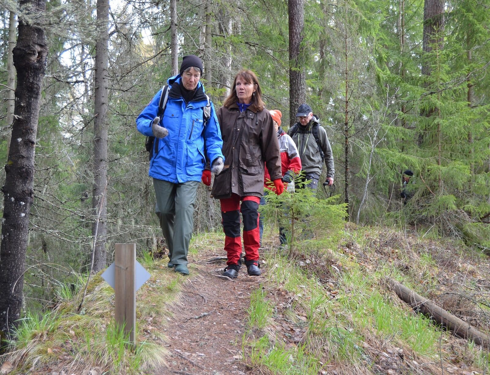 Personer som går på en stig längs en ravin i skogen.
