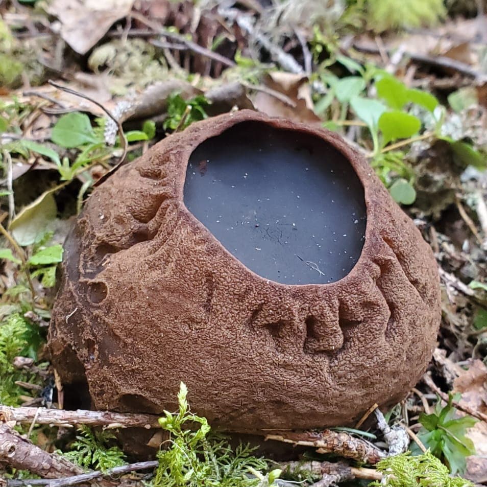 Bombmurkla